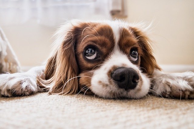 Pet cavalier puppy laying on a carpet about to be steam cleaned