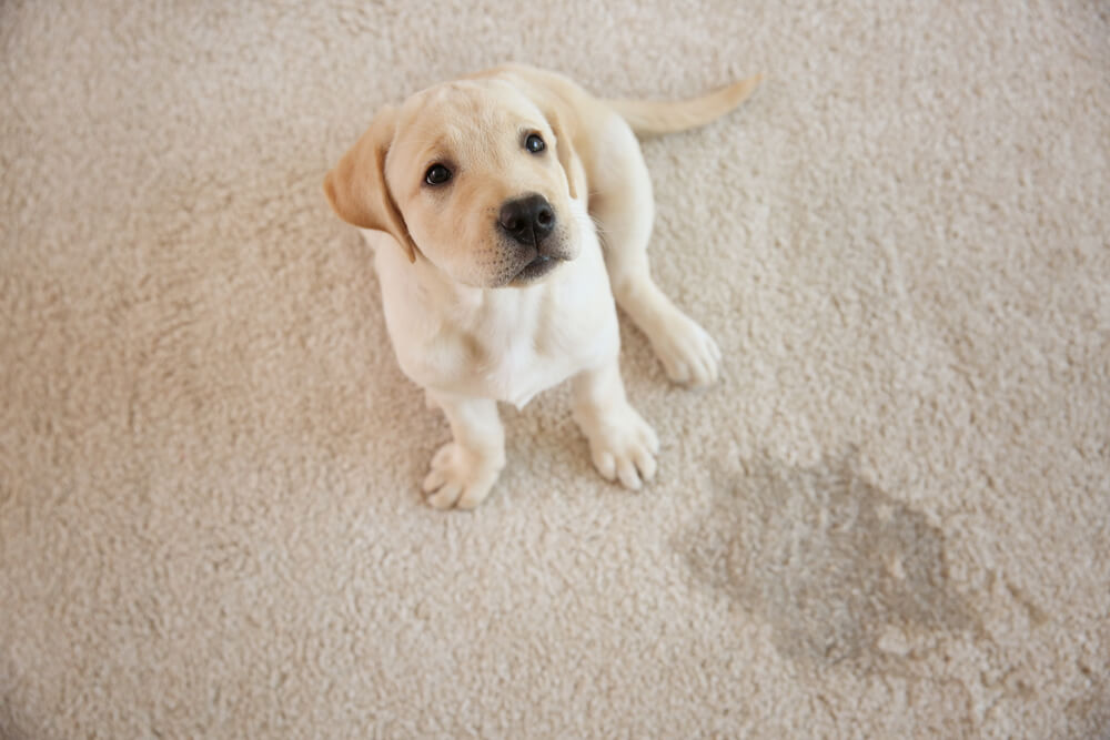Puppy Labrador bread dog had an "accident" on the floor carpet