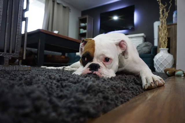 White boxer Puppy laying on a rug before Carpet Cleaning Services