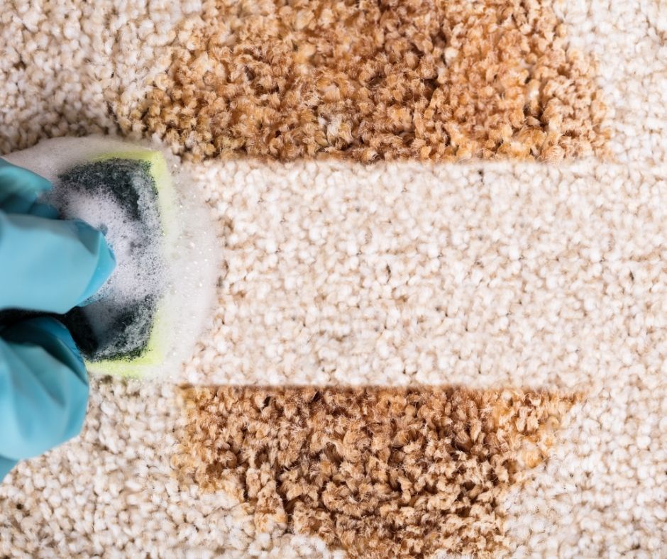 Close-up of a gloved hand scrubbing carpet with a sponge