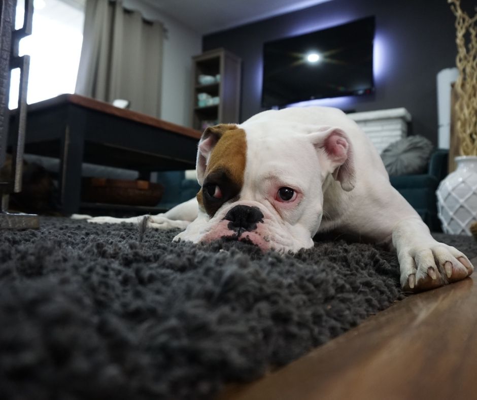 Bulldog puppy lying on a dark grey carpet